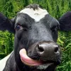 La leche de vacas alimentadas con cáñamo no contiene THC