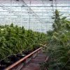 Juez ordena reducir el olor o detener la producción de cannabis