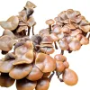  Psilocybe ingeli