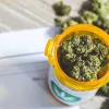 Cannabis terapéutico reduce el dolor y el uso de opioides