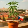 República Checa fija límites claros para autocultivo y posesión de cannabis