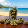 Hawái reactiva la discusión sobre uso adulto del cannabis