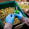 El Senado de Nueva York aprobó un proyecto que permite que las personas en libertad condicional, seguimiento judicial u otras medidas de control del Estado puedan trabajar en empresas legales de cannabis