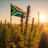Sudáfrica sueña con una industria millonaria del cáñamo