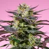 Análisis técnico de los nuevos clones USA - Gelonade SWS123