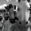 Horses Polémica de gente adulta en un mundo de niños 
