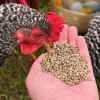 Semillas de cannabis mejoran la calidad nutricional del pollo