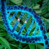 Tres genes están explicando cómo el cannabis define su sexo