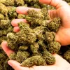Los mercados de cannabis sienten el peso de la sobreoferta