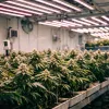 Sudáfrica refuerza su apuesta por cannabis medicinal