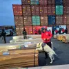 Chile detecta droga impregnada en más de mil toneladas de madera