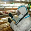 Parte de una incautación de 185 kilogramos de catinonas sintéticas confiscadas en un laboratorio desmantelado de producción de drogas sintéticas en Pyskowice, Polonia, 2024.
