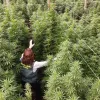 Interior estima un 76 % menos de plantas de cannabis incautadas