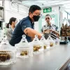 Tailandia fija suspensiones de hasta 90 días para tiendas de cannabis