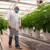 Canarias autoriza su primer cultivo para validar cannabis medicinal