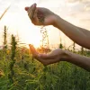 Australia busca destrabar la industria del cáñamo 