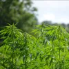 Irlanda busca destrabar el cáñamo industrial tras cultivar solo 11 hectáreas