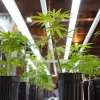 Mendoza establece cómo evaluará proyectos de cannabis y cáñamo
