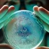 Extractos de cannabis frenan bacterias de acuicultura en laboratorio