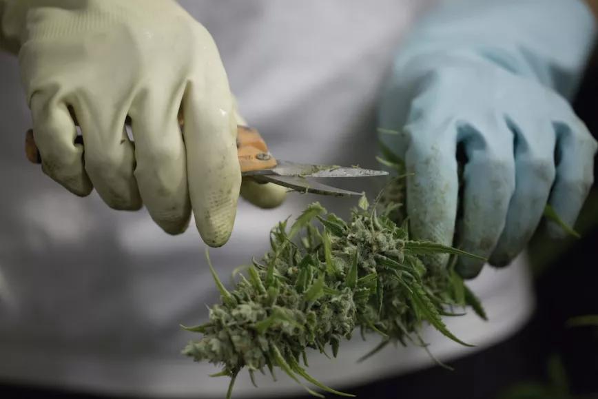 Cuando se trata de supermarihuana hay que cuidar todos los detalles del proceso