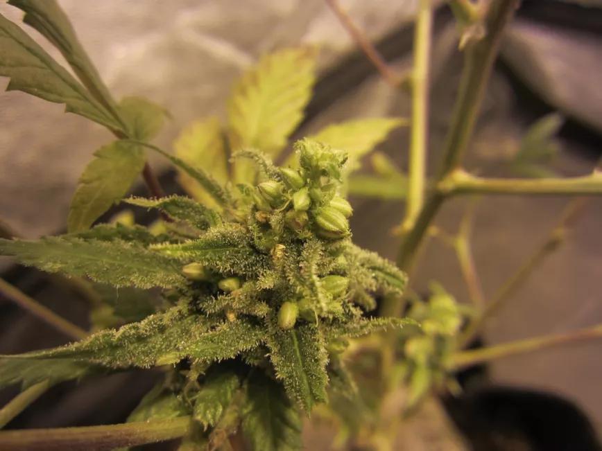 Primordios florales en machos revertidos con STS