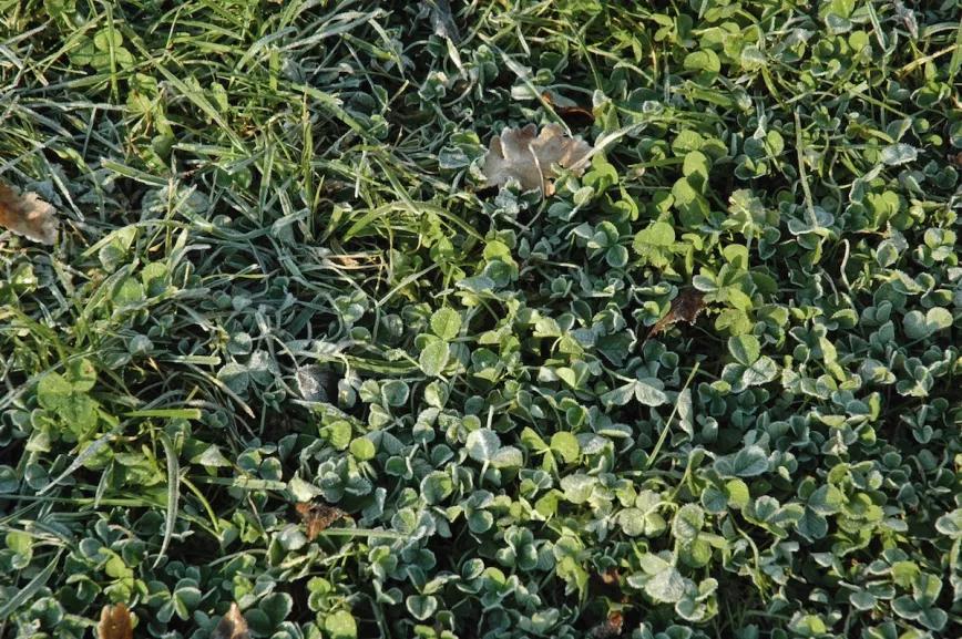 Trébol sembrado en invierno como abono verde.