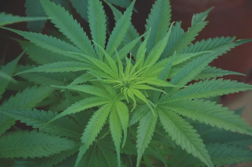 Limpia y abona el lugar de cultivo durante el invierno y tendrás un crecimiento sano y fuerte en primavera. 