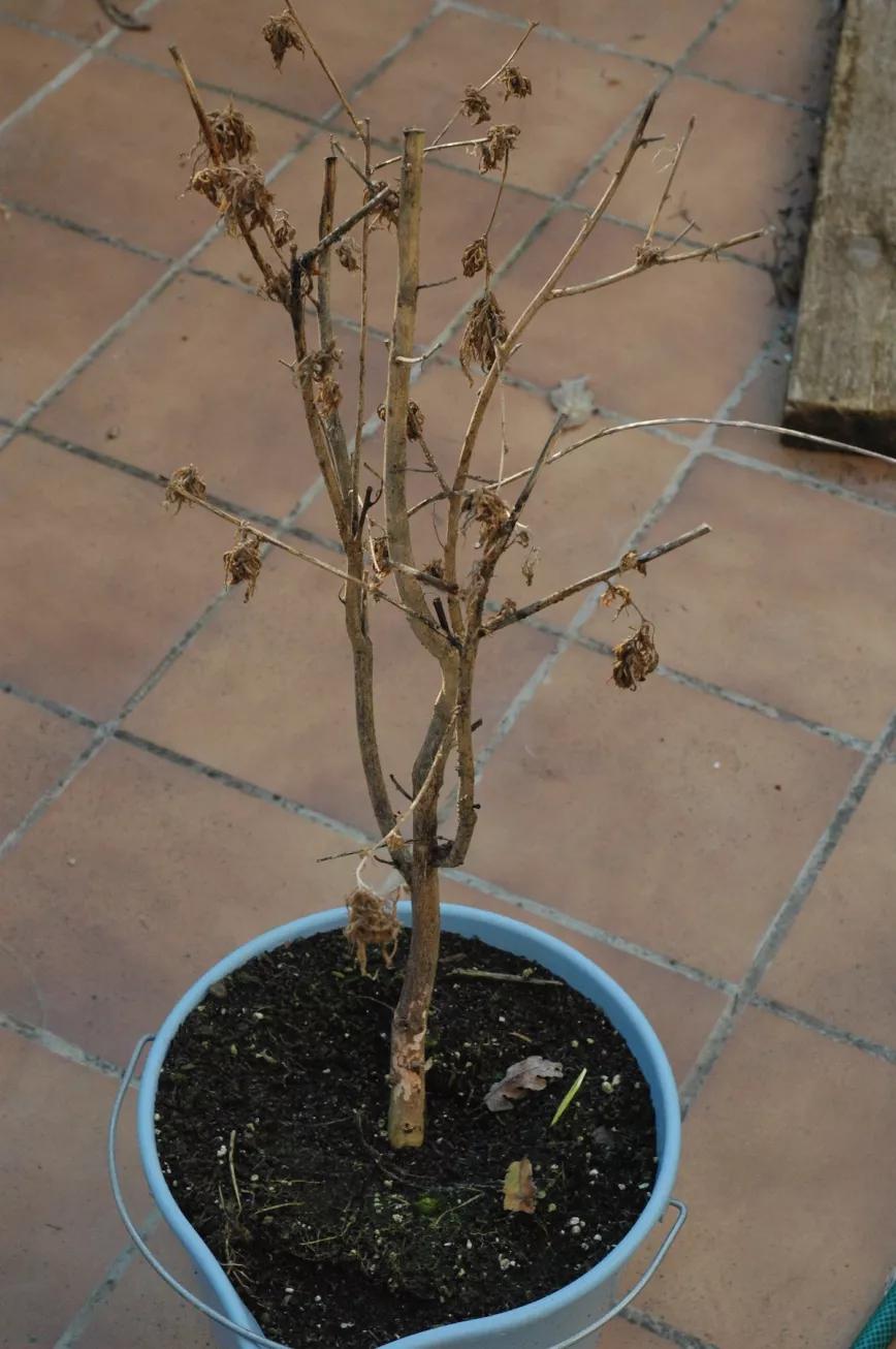 Corta los troncos secos, tira la tierra, lava las macetas y guárdalas a cubierto