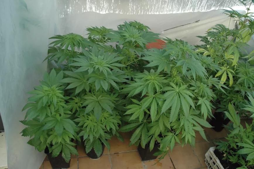 En zonas templadas, se puede cultivar en invernadero todo el año.