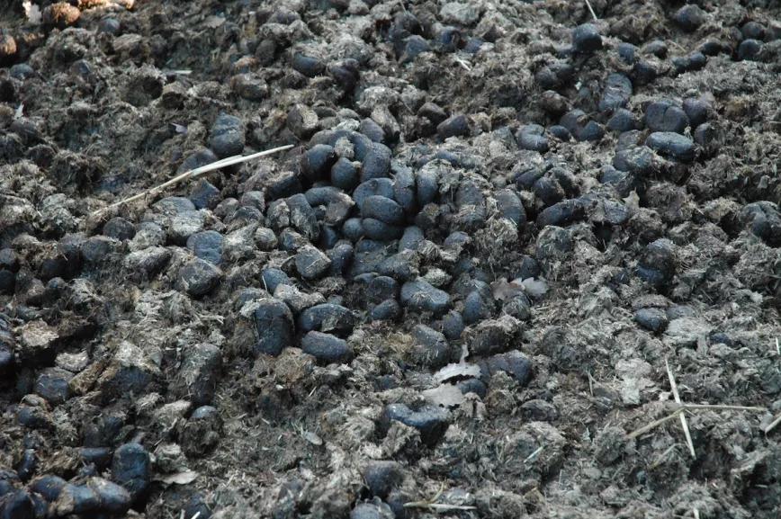 El estiércol de caballo se puede añadir al suelo en grandes cantidades.