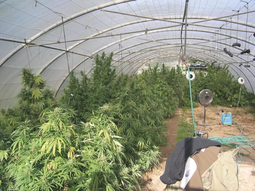 2009. Un invernadero casi a punto para la cosecha