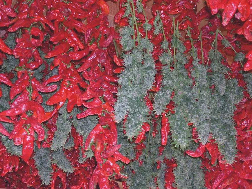 Parte de la cosecha de 2005 de Pannagh se seca en compañía de los típicos pimientos choriceros. Tres días después de la foto, la Policía Municipal de Bilbao se llevó los cogollos y no los recuperamos hasta 2007, en un estado lamentable.