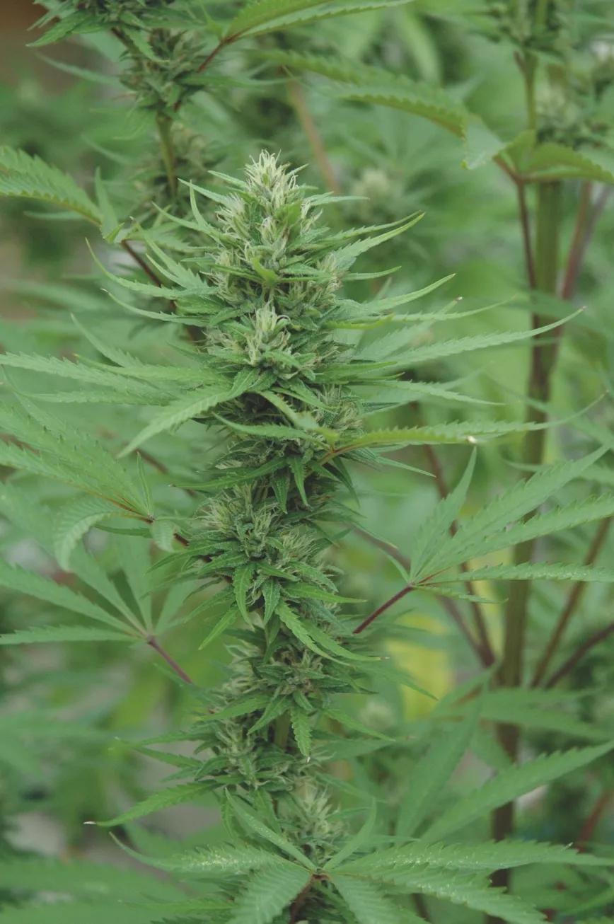 La cosecha de primavera permite recoger una provisión de cogollos con la que aguantar hasta la cosecha de final de verano.