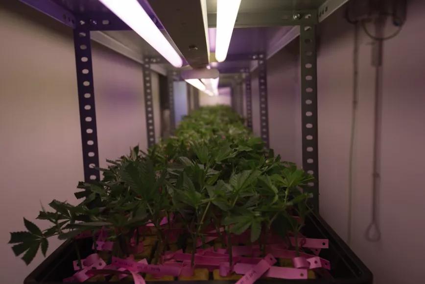 Esquejes enraizando en cubos de lana de roca