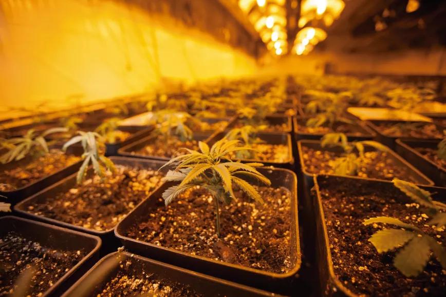 No es fácil conseguir cerca de mil esquejes a la vez