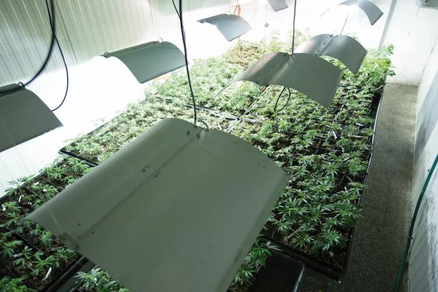 Recién transplantados y empezando a crecer bajo ocho lámparas de 600 vatios