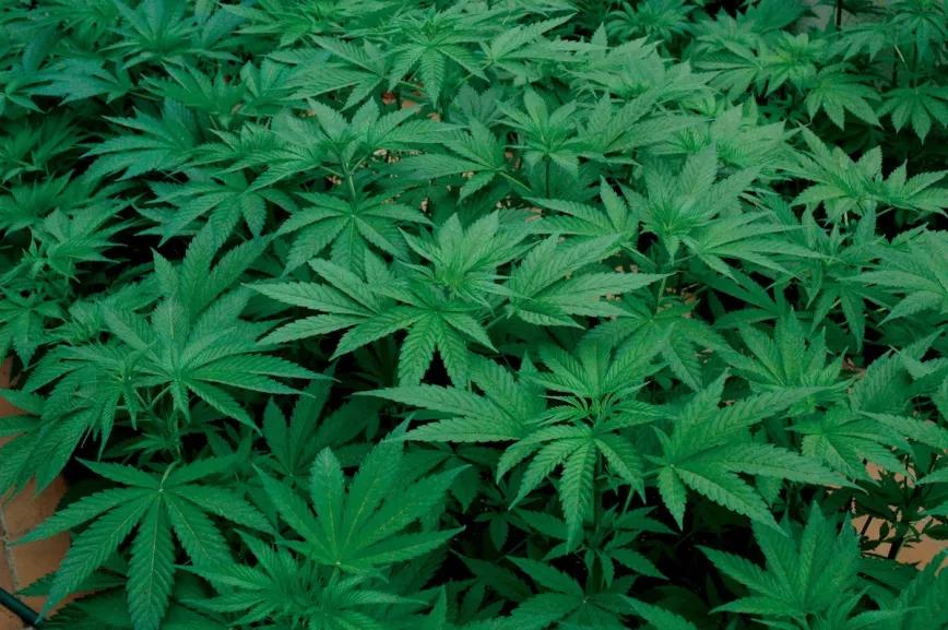 El crecimiento vigoroso durante las primeras semanas de vida resulta en plantas más fuertes y productivas