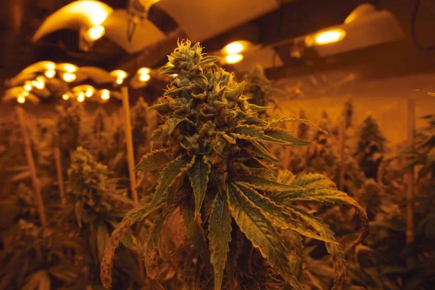 Ya me gustaría cosechar cogollos perfectos, pero a veces es inevitable que algunos tengan pequeñas carencias o algo de estrés por calor que curve hacia arriba las hojas.