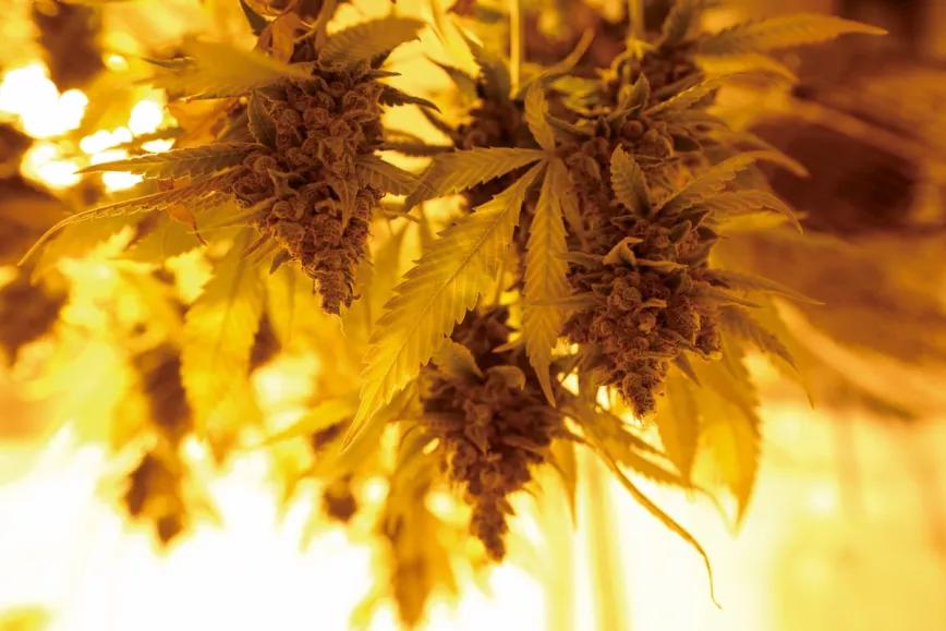 Bellezas sin manicurar colgando tras la cosecha: observad el color amarillo de las hojas, que indica que ya no quedan nutrientes acumulados que puedan dañar el sabor. 