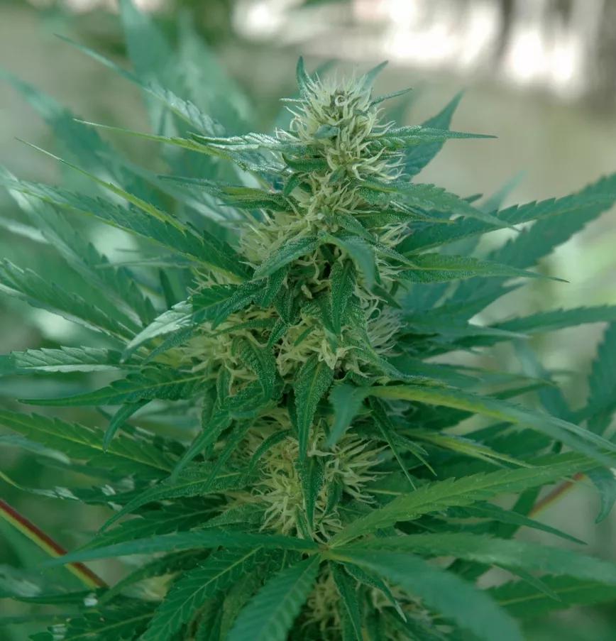 La fertilización foliar es posible durante la floración, pero solo en la primera mitad, cuando los cogollos aún no son muy densos