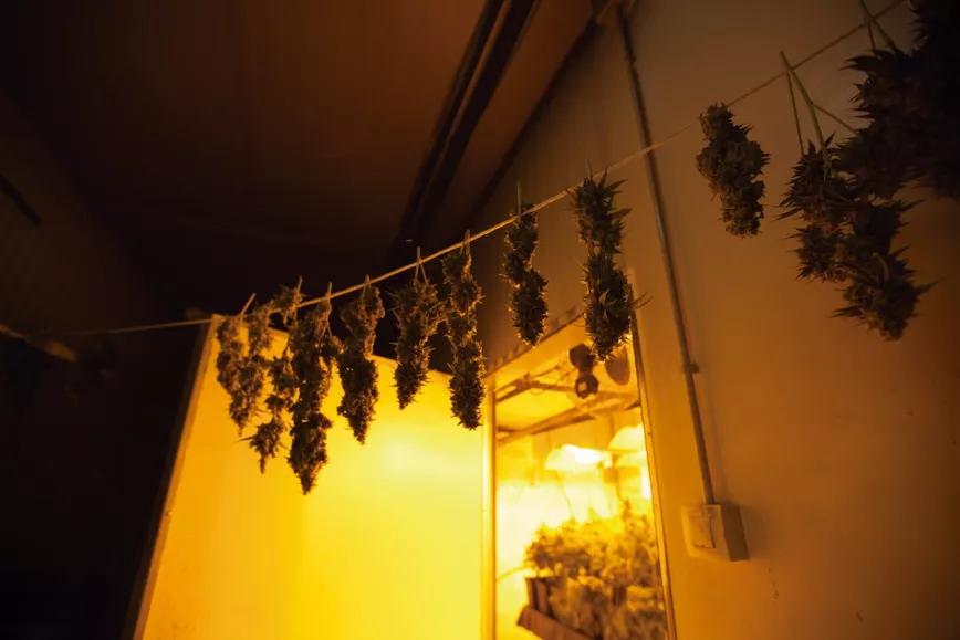 La mejor técnica de secado: colgar los cogollos de cuerdas como ropa tendida