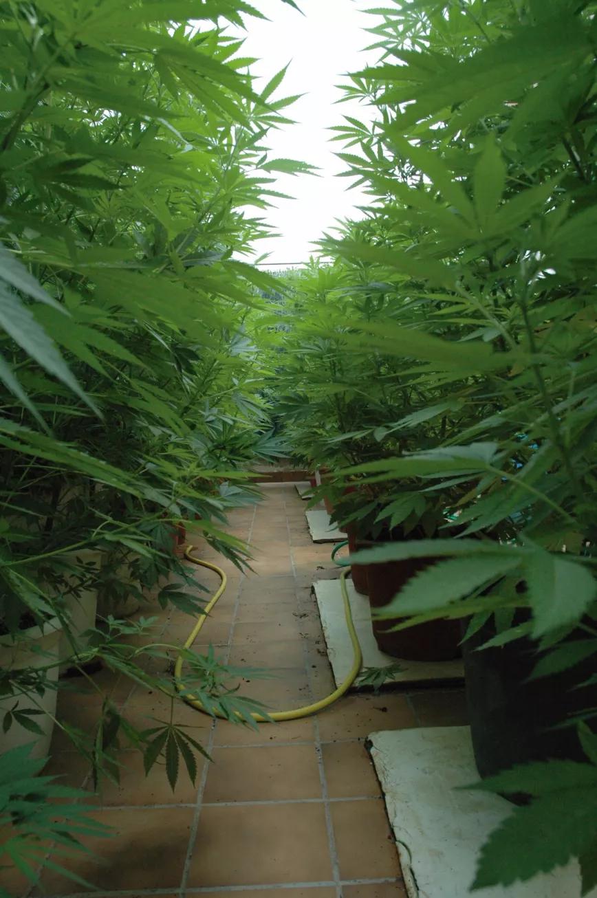 Las planchas de aislante blanco mantienen las macetas más frescas