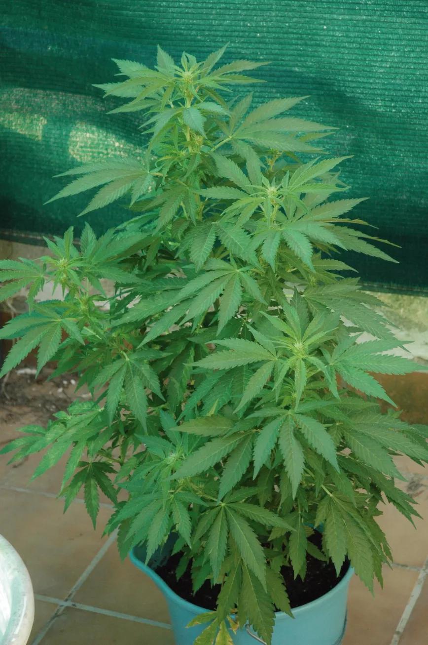 Gracias a su asa, los cubos son unas macetas portátiles muy adecuadas para mover las plantas, pero no olvides hacerles agujeros de drenaje. 