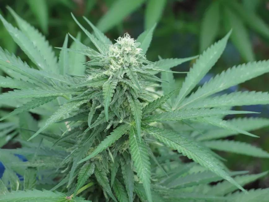 El clima cálido y seco de junio es ideal para una floración sin contratiempos