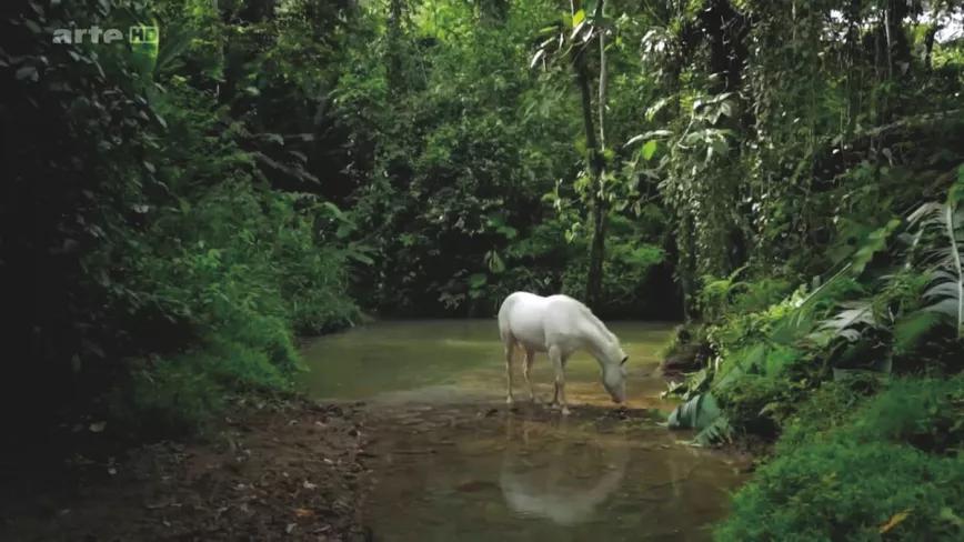 La belleza onírica de Icaros (Pedro González-Rubio, México, Francia, 2014) es la mejor baza de este documental