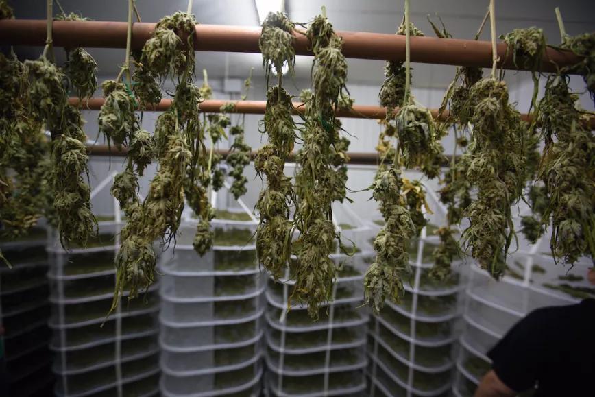 En primer término, las colas que quedaron sin manicurar; al fondo, en bandejas, el resto