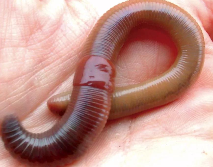 La lombriz roja de California es la especie más utilizada para elaborar lombricompost