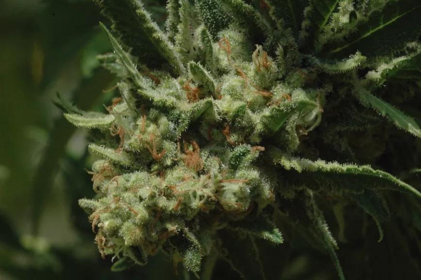 No coseches antes de tiempo, en las últimas semanas de la floración se produce la mayor parte de la resina y el THC.