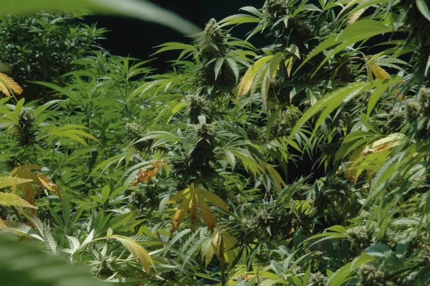 Las hojas amarillean porque la planta aprovecha sus nutrientes, pero una vez secas conviene arrancarlas para evitar la aparición de hongos. 