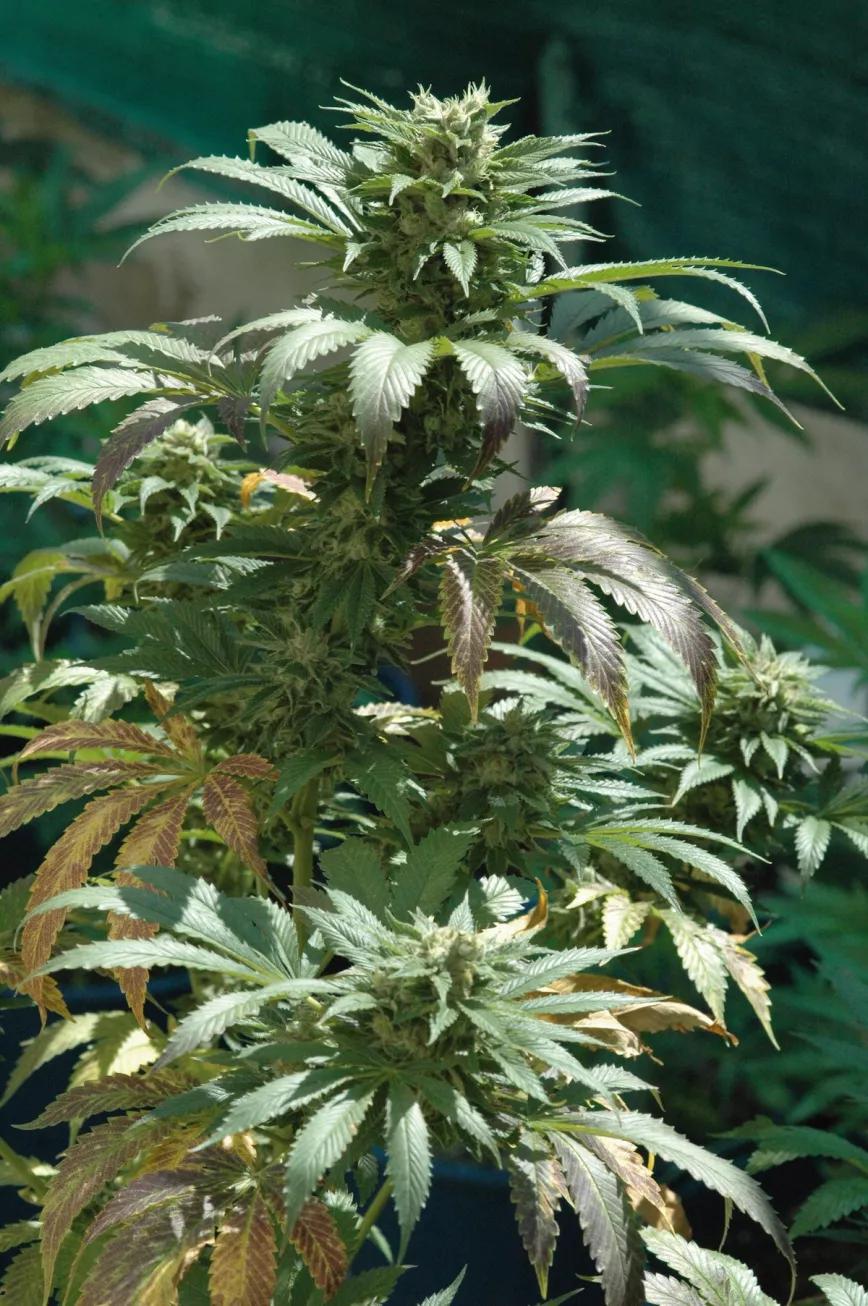 Manicura las plantas poco a poco eliminando las hojas más grandes a lo largo de varios días para facilitar la cosecha.